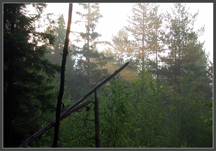 фото "Луч света... (серия "Лес")" метки: пейзаж, закат, лес