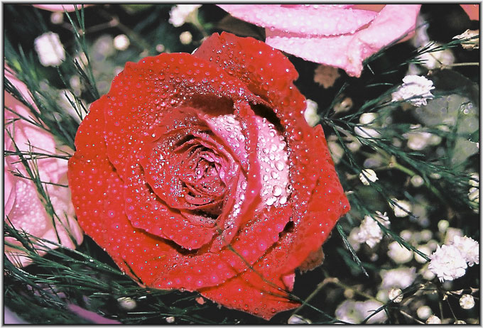 photo "Red Rose" tags: macro and close-up, nature, flowers