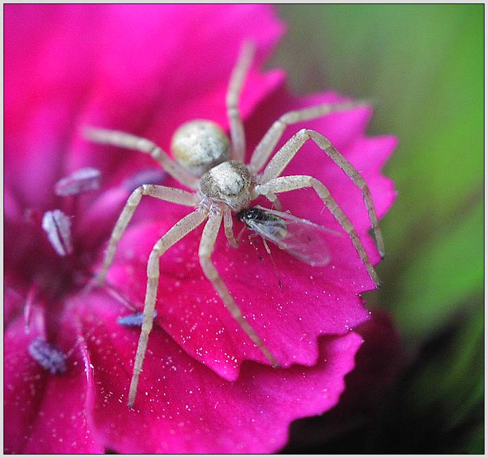 photo "Aristocrat`s breakfast" tags: nature, montage, insect