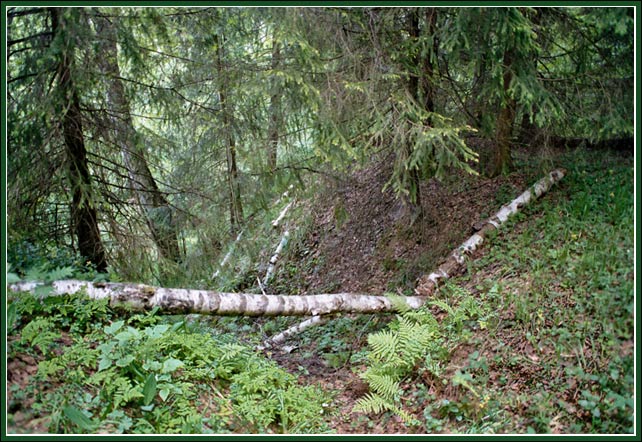 photo "Forest" tags: landscape, forest, summer