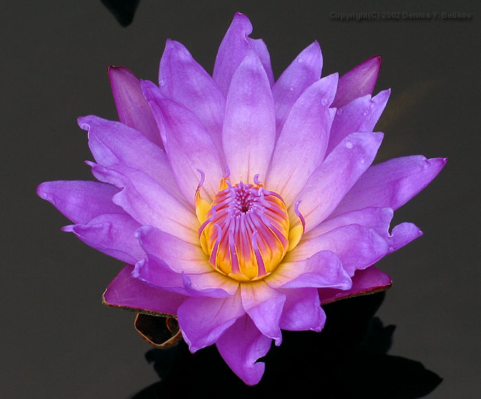 photo "#5 "Water Flame" Album" tags: nature, macro and close-up, flowers