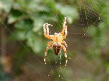 photo "Spider" tags: misc., macro and close-up, 