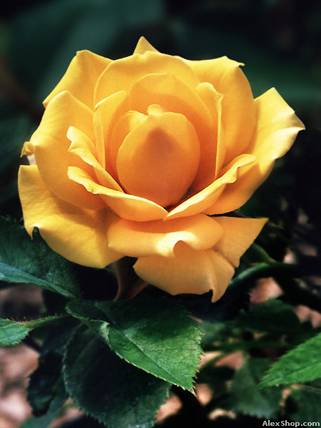 фото "желтая роза" метки: природа, макро и крупный план, цветы