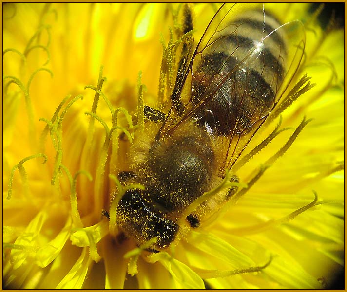 photo "Everyday work: a bee on a dandelion" tags: nature, montage, insect