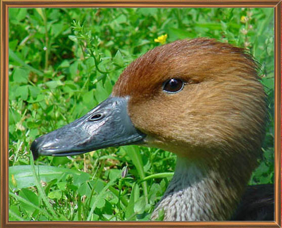 photo "Fulvous Whistling Duck" tags: nature, portrait, wild animals