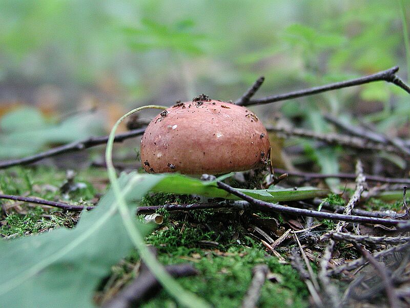 photo "The Russule" tags: nature, macro and close-up, 