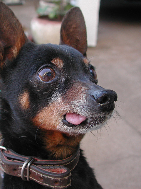 photo "old dog" tags: nature, pets/farm animals