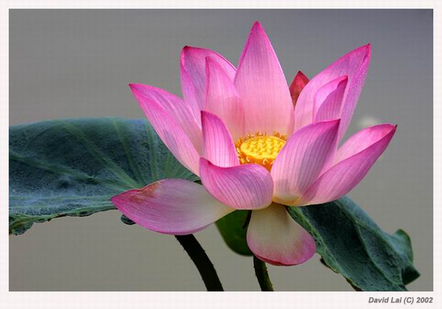 photo "Lotus" tags: nature, flowers