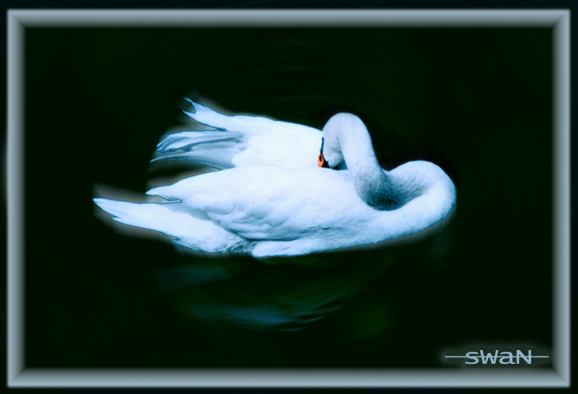 photo "sWaN" tags: nature, portrait, wild animals