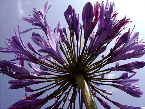 photo "Against the Sky" tags: nature, flowers