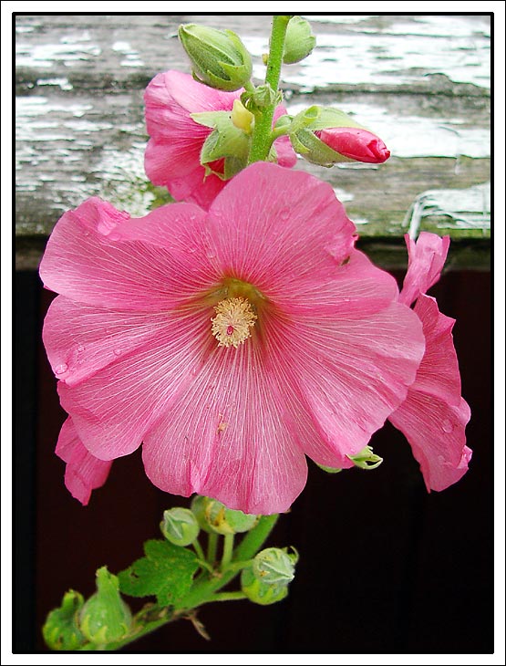 photo "Only a flower" tags: nature, macro and close-up, flowers