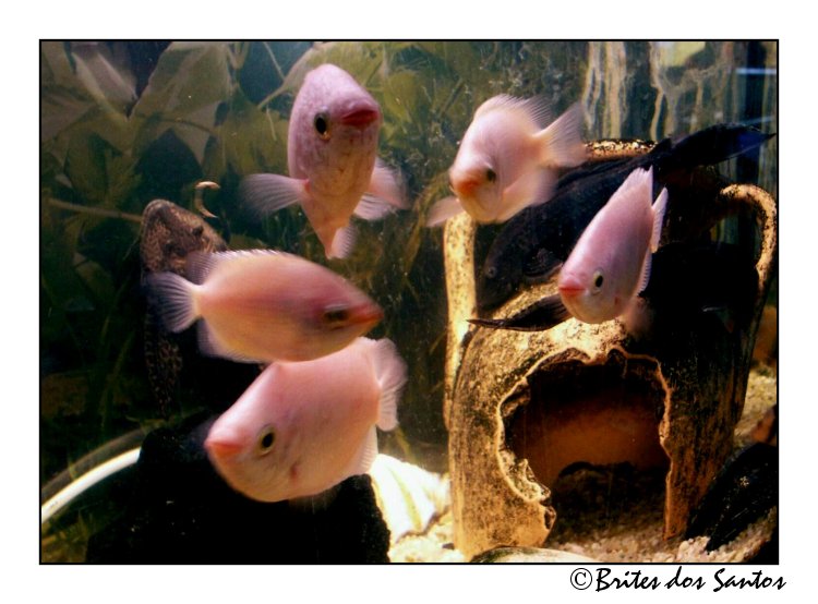 фото "My Kissing Gouramis" метки: природа, 