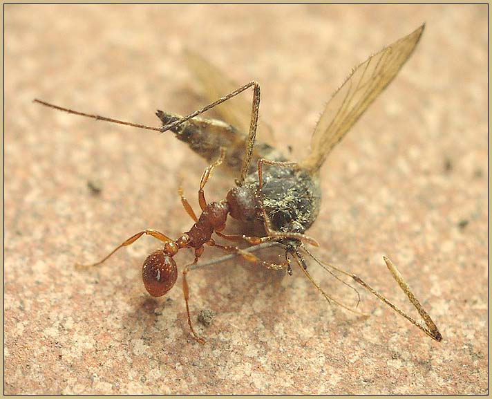 фото "Муравей и комар: битва титанов" метки: природа, фотомонтаж, насекомое