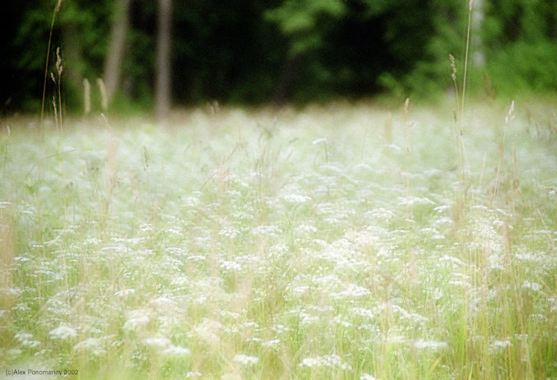 photo "Grass" tags: landscape, nature, summer