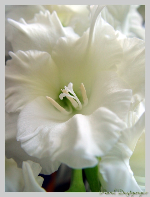 photo "Snow Queen" tags: macro and close-up, nature, flowers