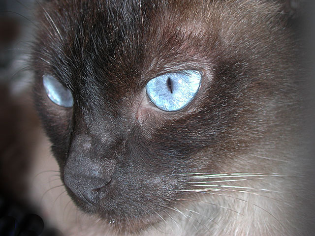 photo "Strange Blue" tags: nature, pets/farm animals