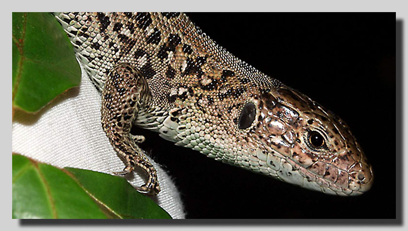 photo "The hunter.." tags: nature, macro and close-up, 