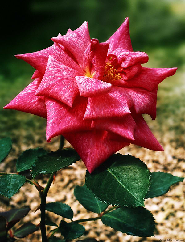 фото "неизвестная роза" метки: природа, макро и крупный план, цветы