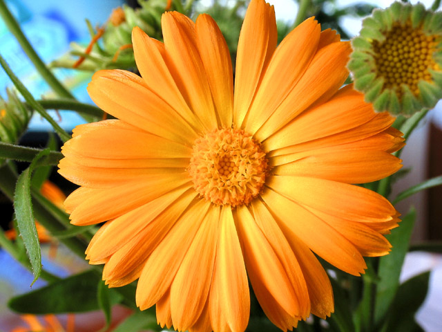 photo "Flower on a table." tags: montage, nature, flowers