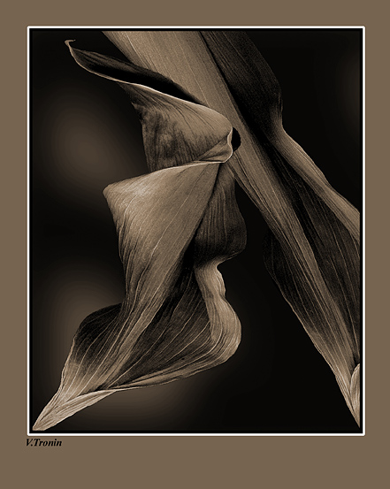 photo "Leaves." tags: abstract, 