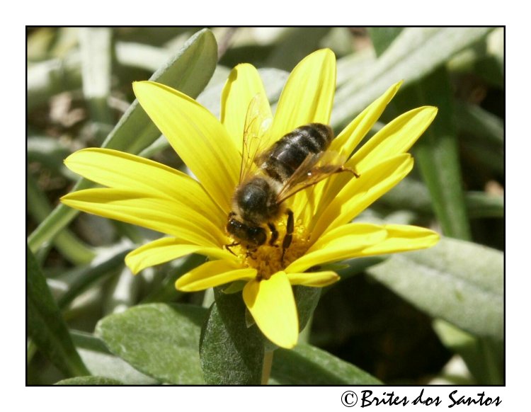 фото "Working on the sun" метки: природа, насекомое, цветы
