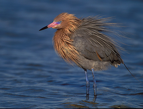 photo "Reddish Egret" tags: nature, wild animals