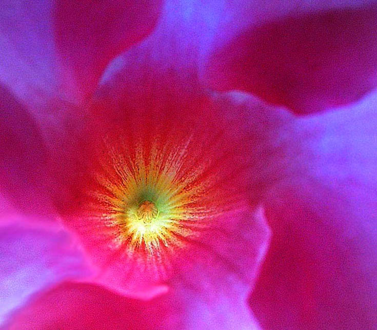 photo "Nipple Radiation" tags: nature, flowers