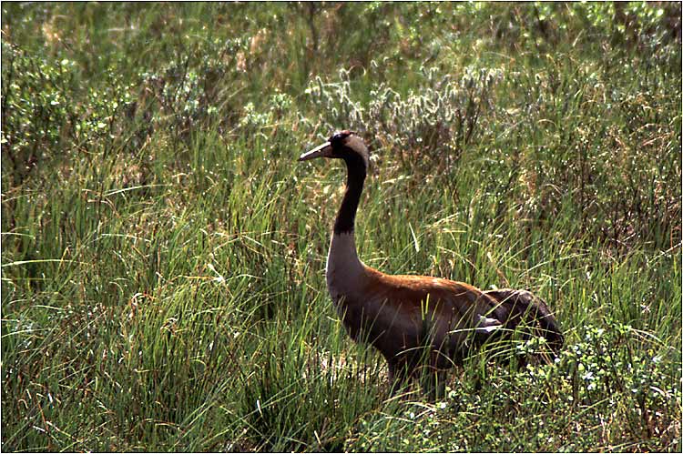 фото "Crane" метки: природа, дикие животные