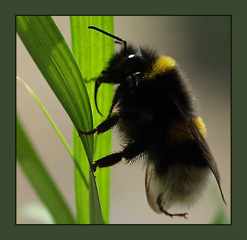 photo "Bumblebee" tags: nature, macro and close-up, insect