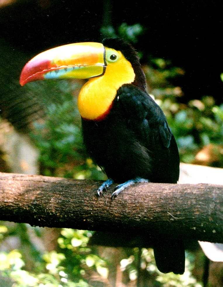 photo "Tropic" tags: nature, wild animals