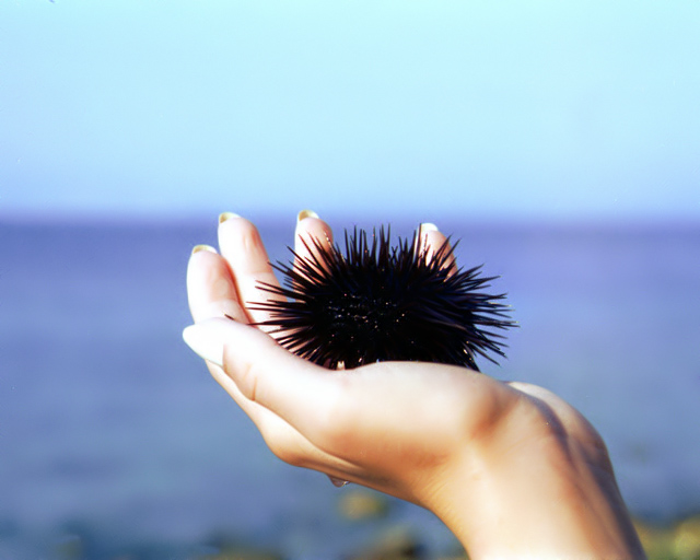 photo ""Tamed" sea urchin." tags: nature, wild animals