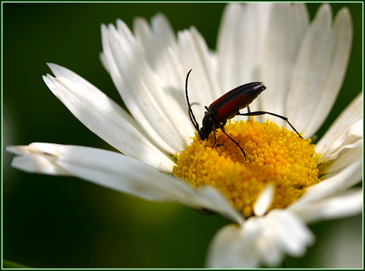 photo "Thirst" tags: nature, macro and close-up, insect