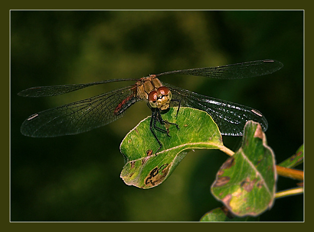 photo "Airplane" tags: nature, macro and close-up, insect