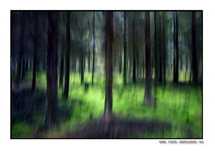 фото "In the Forrest" метки: природа, 