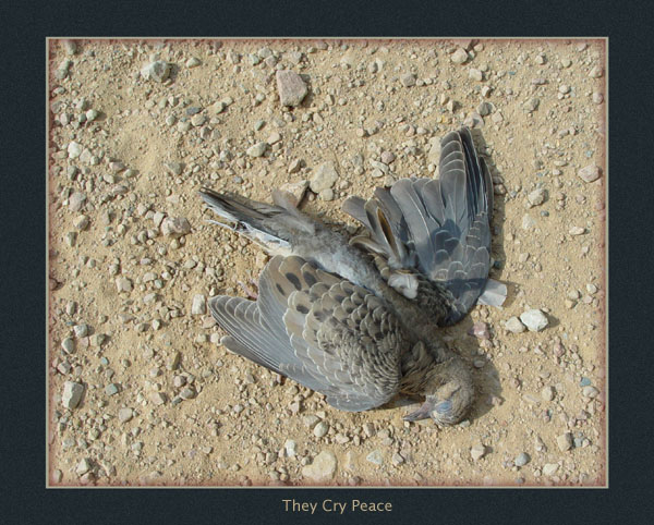 photo "They Cry Peace" tags: genre, 