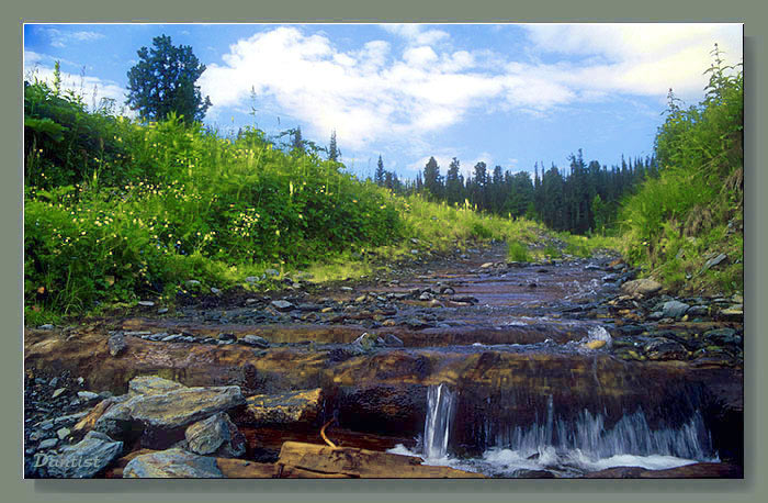 photo "Aging road" tags: landscape, forest, summer