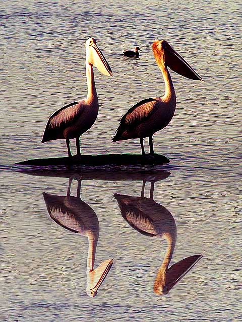 фото "Pelicans" метки: природа, дикие животные