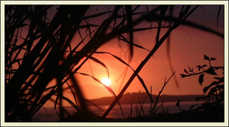 photo "Sun in the Willows" tags: landscape, night, sunset