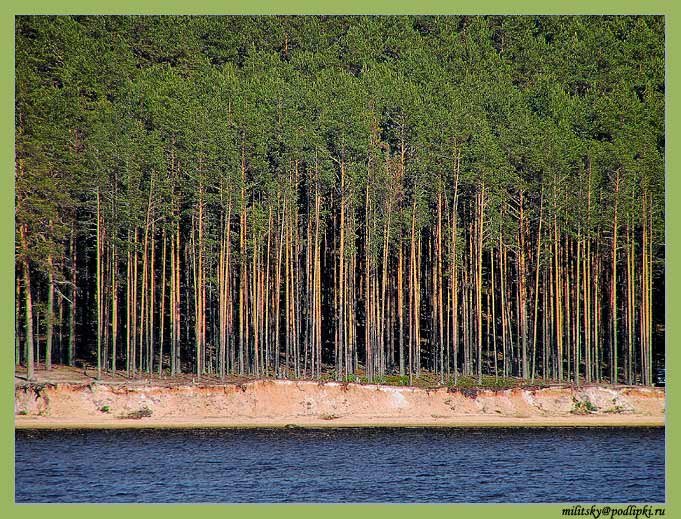 photo "Pine" tags: landscape, forest, water