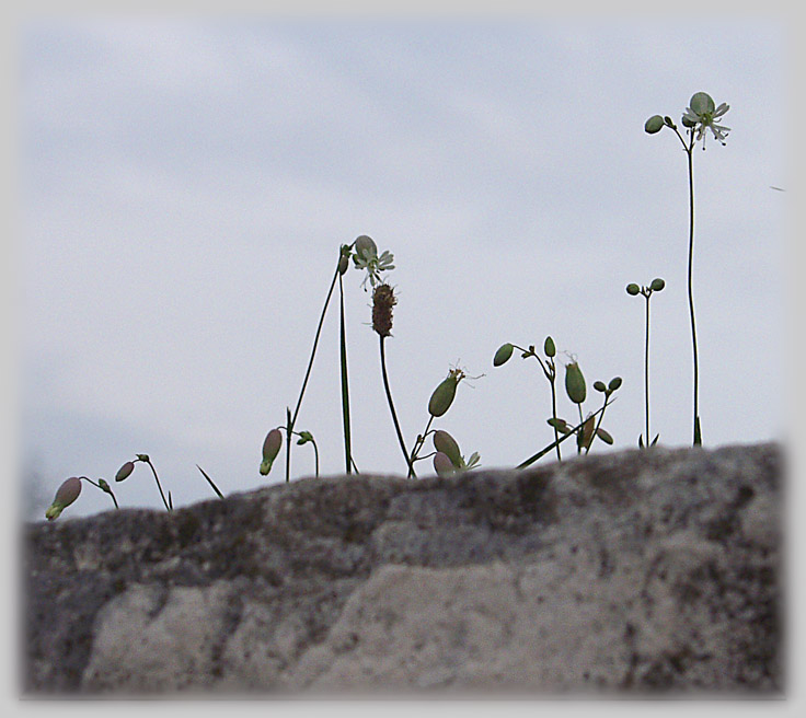 photo "Flowers and stones" tags: nature, flowers