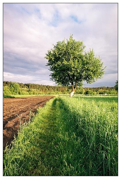 фото "Landscape with tree" метки: пейзаж, лето