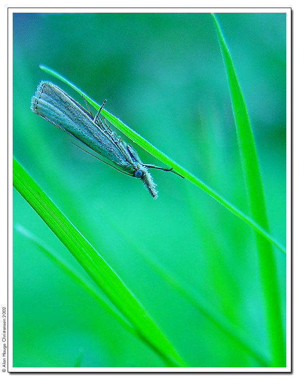фото "Green" метки: природа, макро и крупный план, насекомое