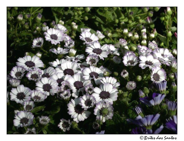 photo "Flowers carpet" tags: nature, flowers