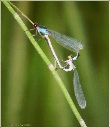 photo "Each creature on pair - 2" tags: nature, macro and close-up, insect