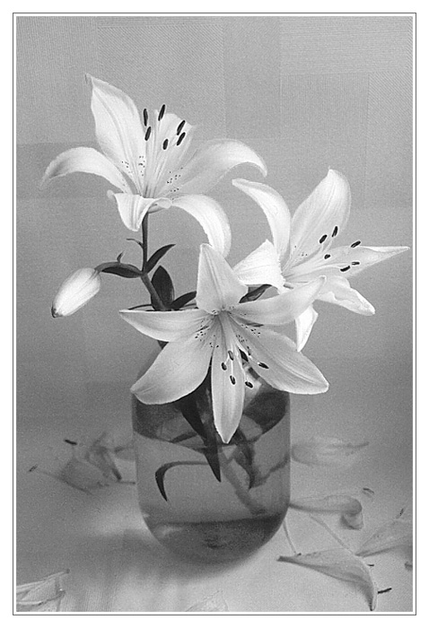 фото "Лилия" метки: жанр, природа, цветы