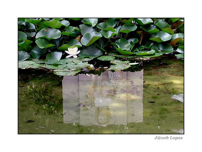 photo "apparition" tags: nature, abstract, flowers