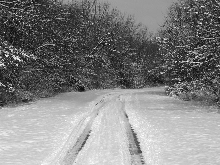 photo "Snowy Road" tags: landscape, still life, winter
