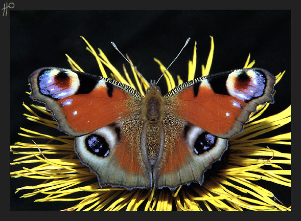 photo "Simply macro" tags: macro and close-up, nature, insect