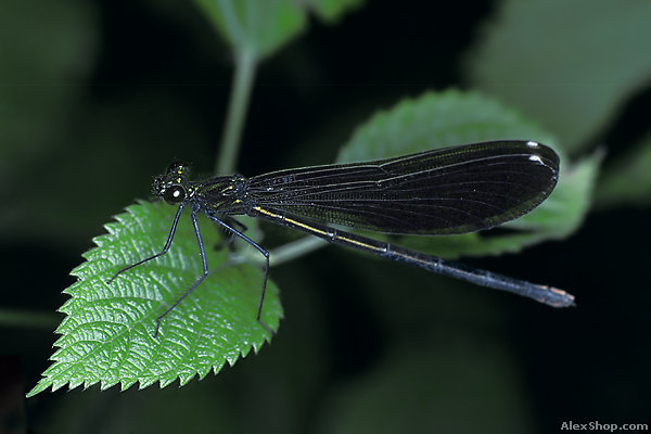 фото "черная стрекоза" метки: природа, макро и крупный план, насекомое