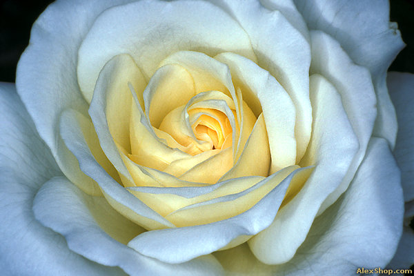 фото "роза "Пилигрим"" метки: природа, макро и крупный план, цветы